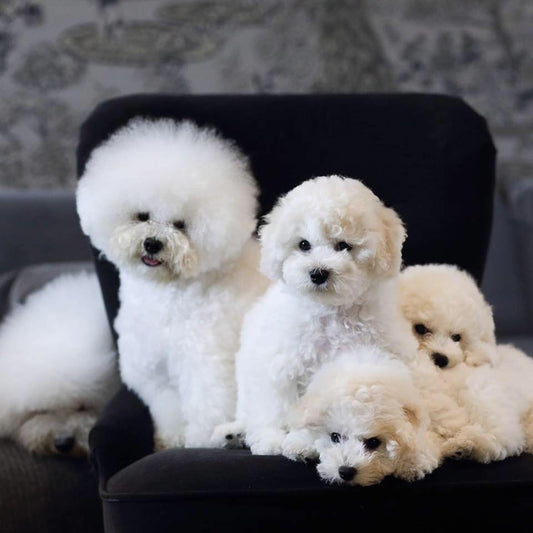 Bichon Frise - are they cute as they look?