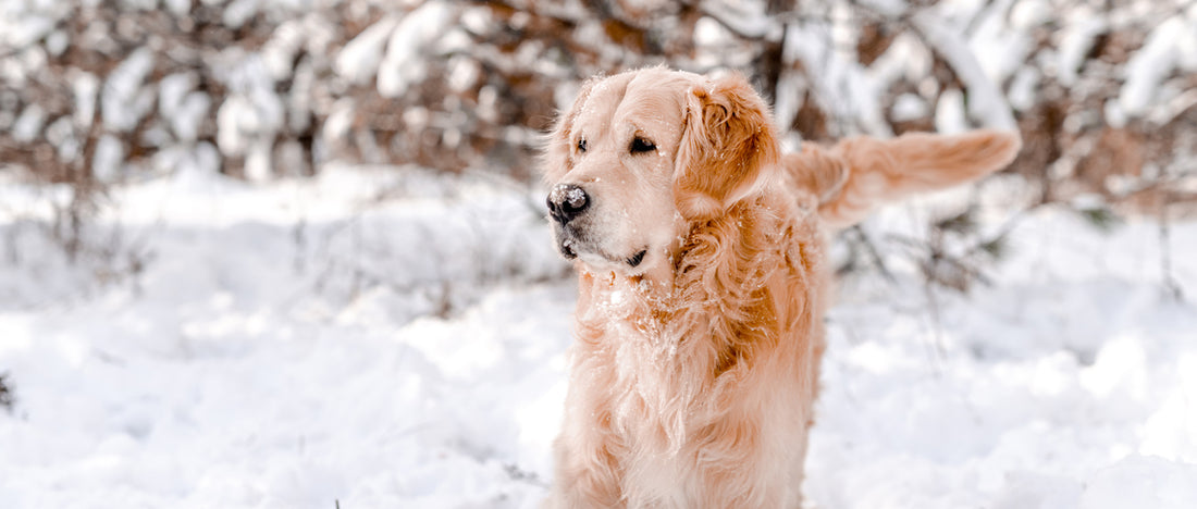 Reasons (Not) To Get a Golden Retriever!